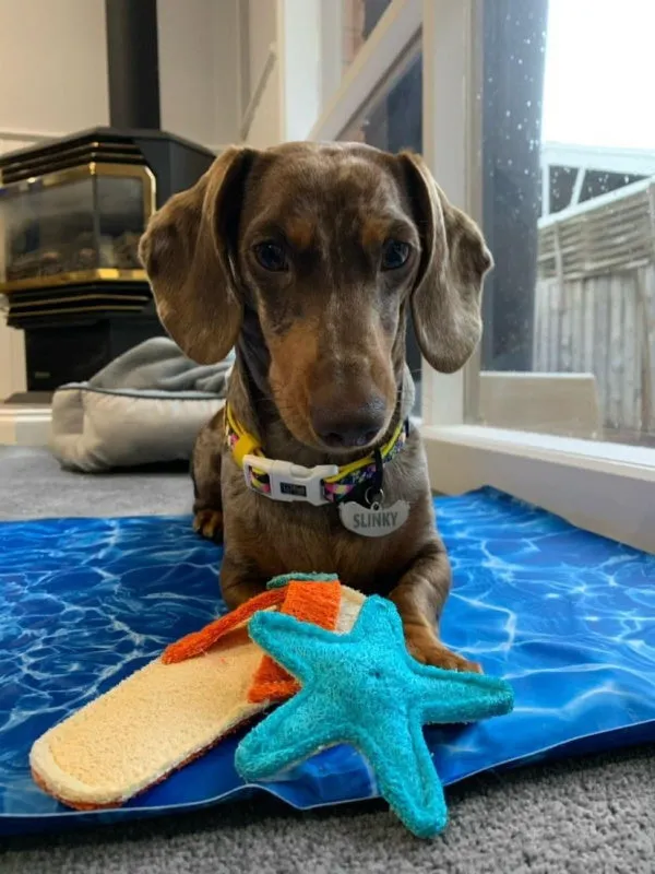 Loofah Starfish Dental Toy
